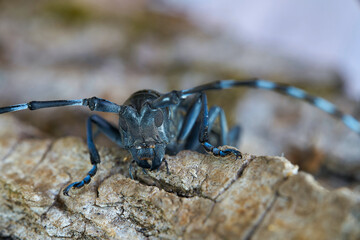 Frontansicht des Kopfes eines Asiatischen Laubholzbockkäfers (Anoplophora glabripennis) im Quarantänegebiet in Magdeburg