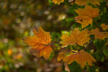 Fototapeta na wymiar yellow maple leaves close up in autumn