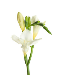Beautiful blooming freesia flower isolated on white