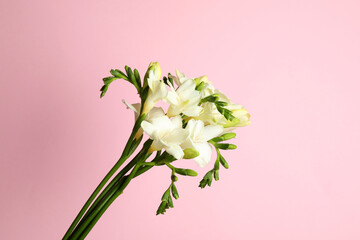 Beautiful freesia flowers on light pink background