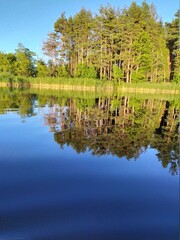 reflection of trees in the water