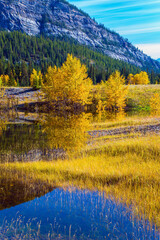 Yellow colors of autumn
