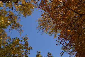 bottom view of a tree with yellow leaves on a background of blue sky in autumn