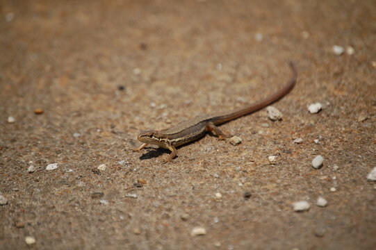 かなへび の画像 675 件の Stock 写真 ベクターおよびビデオ Adobe Stock