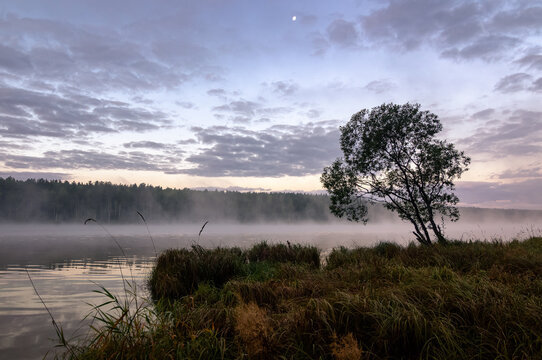 foggy landscape on the Ural lake with a tree on the shore, Russia September