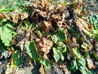 Harvesting fodder beets at home beets without leaves beets with leaves