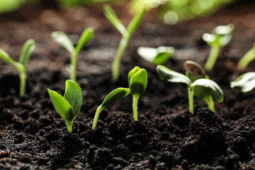 Young vegetable seedlings growing in soil outdoors
