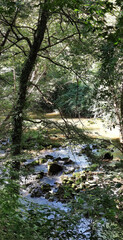 mountain river with green trees and rocks