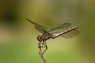 close up of a common darter dragonfly