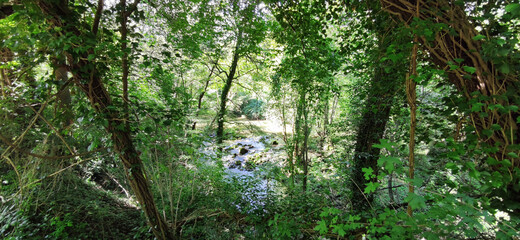 mountain river with green trees and rocks