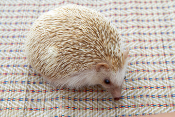 hedgehog in the mat