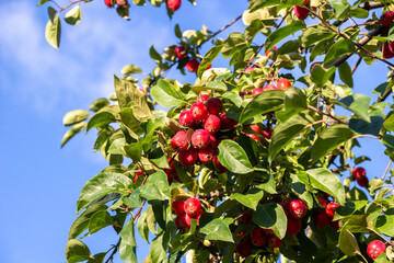 Obraz premium Photo of green, deciduous trees with red apples, in sunny weather