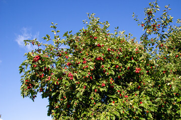 Fototapeta na wymiar Photo of green, deciduous trees with red apples, in sunny weather