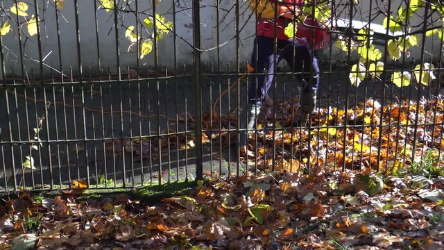 Man with leaf blower cleaning path over fence from colorful autumn leaves