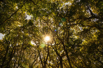 Tropical forest, trees in sunlight 