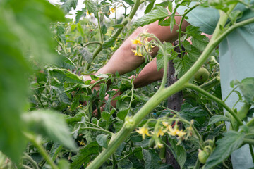 Man pruning tomato plant. Concept of agriculture.