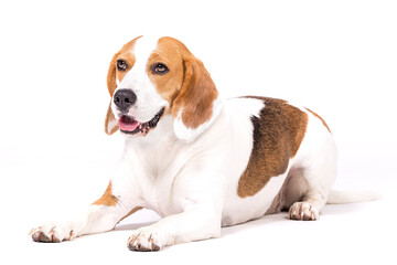 Beagle