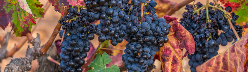 the grapes already ripe on the vines in autumn about to be harvested.