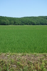 Obraz premium 夏の田んぼの風景