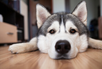 Photo of a husky dog close-up with brown eyes at home lies on the floor.