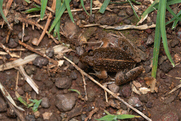 Cricket frog, Minervarya syhadrensis, Satara, Maharashtra, India