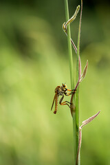Robberfly on grass