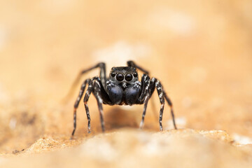 Face of Jumping spider Cyrba algeria, Salticidae, Satara, Maharashtra, India