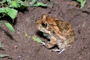 Lateral view of Indian Burrowing frog, Sphaerotheca breviceps, Satara, Maharashtra, India