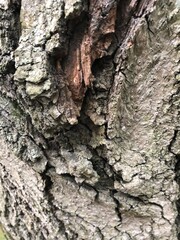 bark of a tree