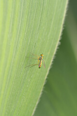 Long legged fly, Psilopus bituberculatus, Satara, Maharashtra, India
