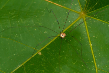 spider on leaf