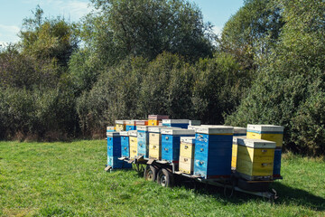 Fototapeta na wymiar Colorful beehives on a background autumn forest