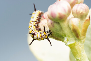 Plain tiger caterpillar spines, Danaus chrysippus, Satara, Maharashtra, India