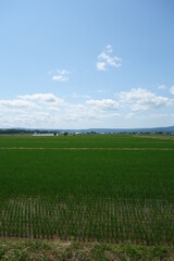 夏の田んぼの風景