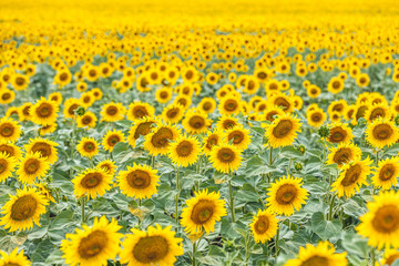 Yellow sunflowers. Field of sunflowers, beautiful nature rural landscape. Farm field idyllic scene.