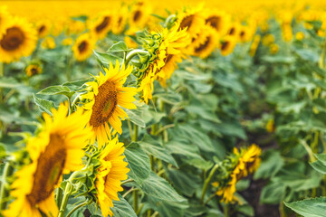 Yellow sunflowers close up. Field of sunflowers, beautiful nature rural landscape. Farm field idyllic scene.