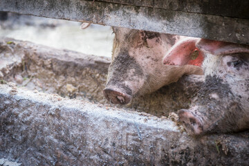 Schwein