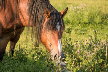 Fototapeta premium Pferd