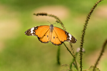 Close up butterfly on flower