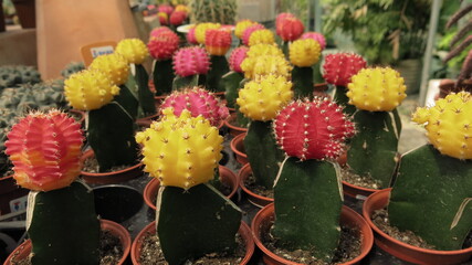 the colorful  cactus  are blooming in summer
