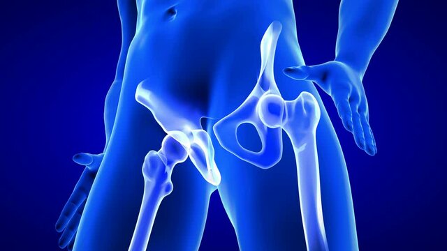 Hip Pain close-up animation. Blue Human Anatomy Body 3D Scan render - seamless loop on blue background