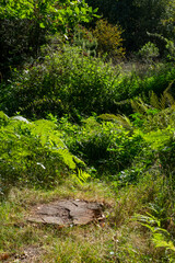 Fototapeta premium Presikhaak, Arnhem