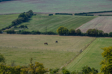 Fototapeta na wymiar British landscape with horses in a field.