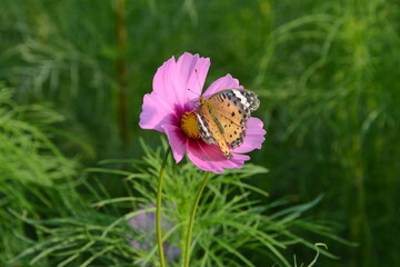コスモス畑で蝶を愛でる
