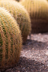 Cactus redondos recubiertos de púas. El sol del atardecer les da mayor volumen.