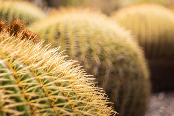Cactus redondos recubiertos de púas. El sol del atardecer les da mayor volumen.