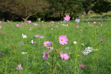 コスモス畑で蝶を愛でる