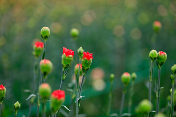Carnations are in the greenhouse