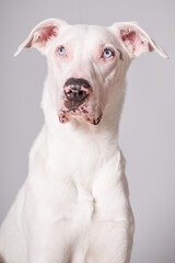 Fototapeta premium Hund