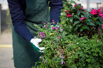 Cropped portrait of male gardener in the sunny greenhouse